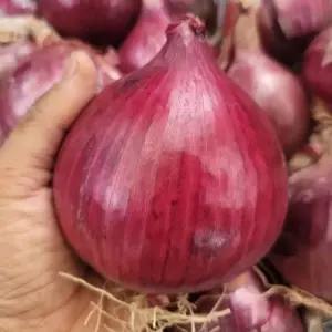 공상청 무안 자색양파 적양파3kg,5kg,10kg