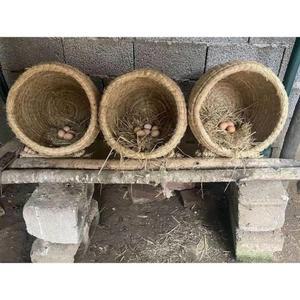 부화 이동식 메추리 닭장 산란통 닭둥지 볏짚 닭알집