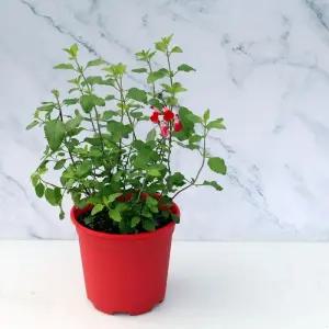 [정해바바] JB-허브분갈이 체리세이지 칼라분 - 허브칼라화분