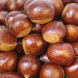 옥광밤 알밤 2kg 공주밤 옥광밤 간식 알밤 생밤