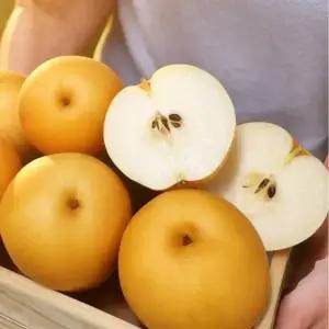 2025년 첫수확 햇 배 가정용 3kg 중소과 (7~9과 내외)