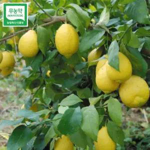 비타민 C 가득 무농약인증 제주 레몬 3kg