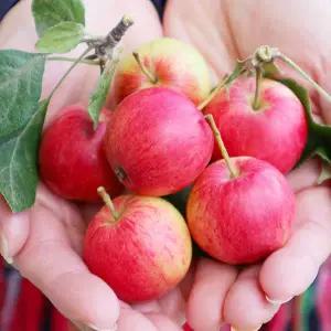 영천 루비에스 미니 사과 꼬마 알프스오토메 2kg 혼합과