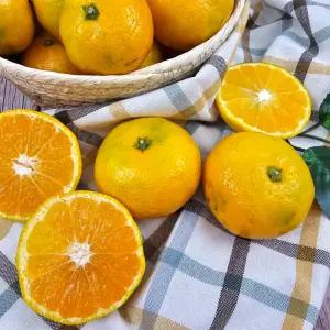 산지직송 제주 노지 감귤 10kg 로얄과 (S-M)