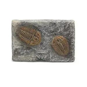 [셀러허브]지구과학실험 고생대 삼엽충 표본 화석 관찰 A02851 (S31268768)