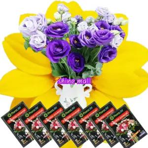 (49+1) 생화 절화 연장제 플로라라이프 유니버셜 사쉘 5ml x 50개