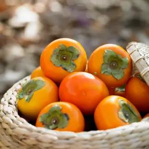 햇 단감 상서 부유 창원 진영 진주 문산 농장 / 햇 단감 대과 5kg