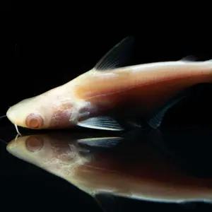 [주니멀열대어]알비노 가이양 5cm내외관상어