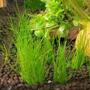 미니 헤어 글라스 어항 속 잔디밭 수조 전경 수초 100촉 내외