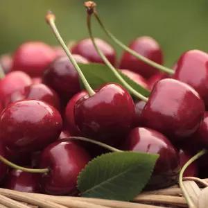 생 체리 고당도 칠레산 제철과일 신선과일 제철 프리미엄 칠레 겨울