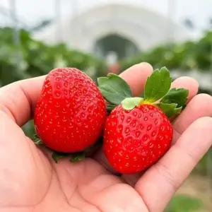 국내산 딸기 설향 350g 750g