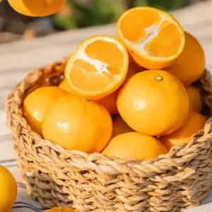 제주 서귀포 고당도 효돈 노지 감귤 로얄과 중대과 5kg 10kg