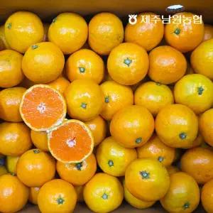 제주 산지직송 노지감귤 소과 4.5kg (실중량)