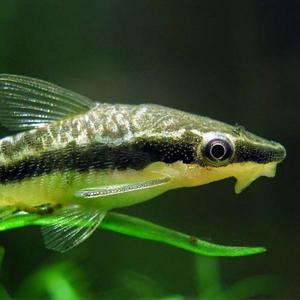 [행운수족관]열대어, 오토씽 [한 마리]