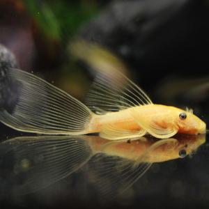 [행운수족관]열대어, 안시 L144롱핀 [4cm이상급 1마리]