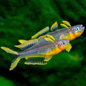 [행운수족관]열대어, 뽀뽄데타 레인보우[10마리]