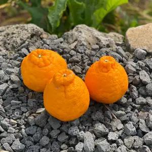 제주도 한라봉 제철 햇 가정용 신선 제주한라봉 3kg 5kg