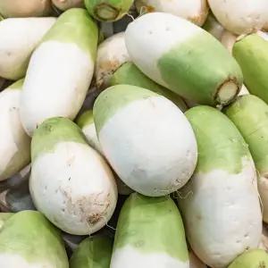 제주도 무우 세척 월동무 제주무 햇무 2kg 5kg