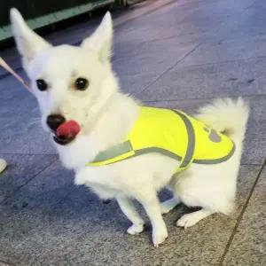 [콩심팥심]반사 M 조끼 애견