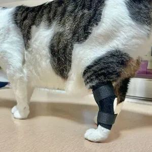 [콩심팥심]강아지 슬개골 보호대 중형 애완견 지지대 보호장치