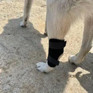 [콩심팥심]강아지 슬개골 보호대 대형 애완견 무릎 안정장치 지지기