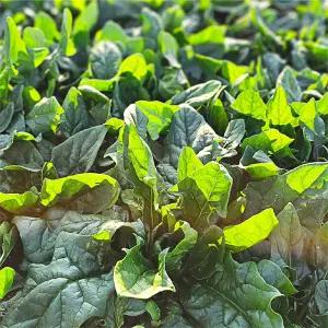 당일작업 남해 보물초 시금치 2kg