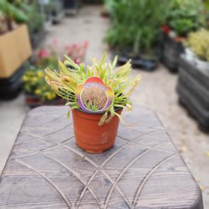 긴잎끈끈이주걱 식충식물  희귀식물 유칼립투스 몬스테라  59S