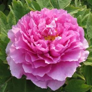 목단 ((노하홍)) 겹꽃목단 나무 묘목 개화주 1지 봄꽃 정원수 (목하원예조경)