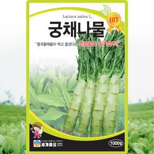 세계종묘 궁채나물 씨앗 1000립 줄기상추 궁채나물씨 종자