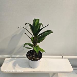 식공플랜츠 코르딜리네 하와이 반려식물 공기정화 15-25cm 49