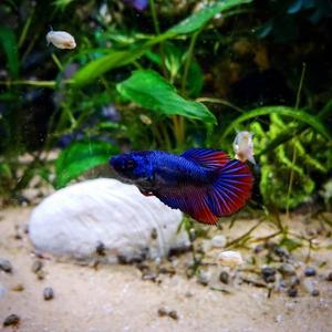 티아쿠아 열대어 하프문베타 암컷 1마리 랜덤발송 관상어
