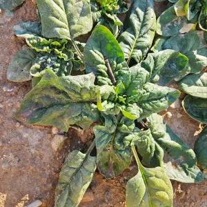 신안 섬초 1kg/2kg 노지 시금치 해풍맞은 겨울초 나물