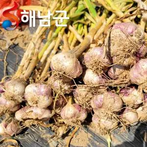 산지직송 해남 햇마늘 남도마늘 반접 50개 중 / 요리 양념용 마늘 통마늘
