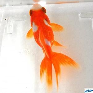 [신세계수족관] 오란다 금붕어 B급 50마리