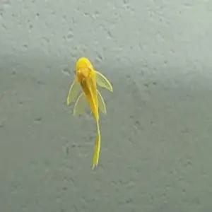 [리뉴얼 이벤트 달이네 수족관] 144 안시 롱핀