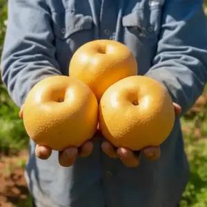 가정용 나주배 원황배 3kg(7-10과)