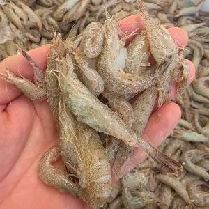 김장용 제철 국산 세척 보리새우 생새우 흑새우 먹새우 1kg