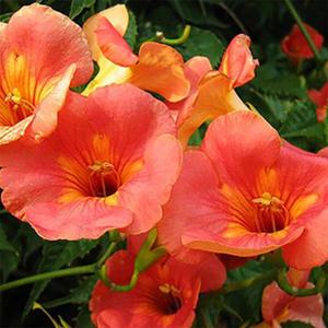 순희농장 토종능소화 능소화나무 능소화화분 80~100cm 노지월동 야생화 여름에피는꽃 노지월동 야생화 조경