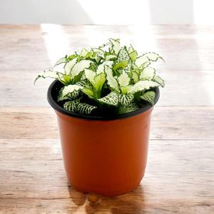 화이트스타 1포트 / 피토니아 / 반음지성식물