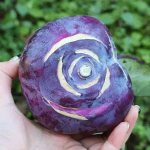 [친환경팔도][팔도농장] 아삭 달콤한 햇 콜라비 10kg