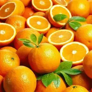 [농협6번]발렌시아오렌지 15kg/네이블오렌지 17kg  과수선택