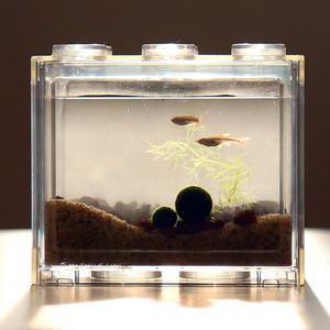세남자 국산 마리모 친구 백운산 물고기 블럭어항 키우기 DIY세트 마리모 키우기 키트