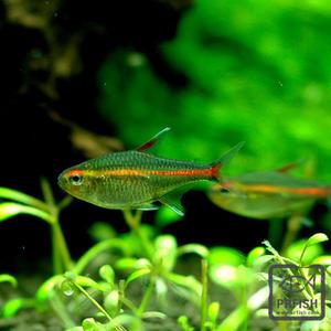 관상어 열대어 카라신과 / 그로우 라이트 테트라 [10마리]