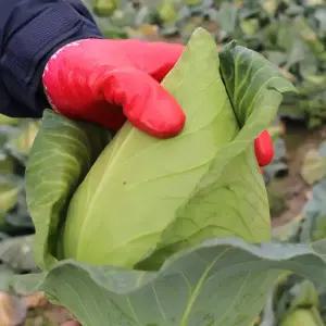 영양많고 신선한 제철 제주 꼬갈 고깔양배추 5kg