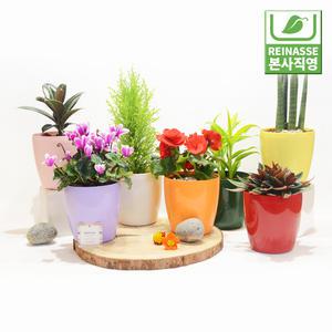 [라이네쎄] 로즈 6호 / 자체제작/물구멍없는화분/플라스틱화분