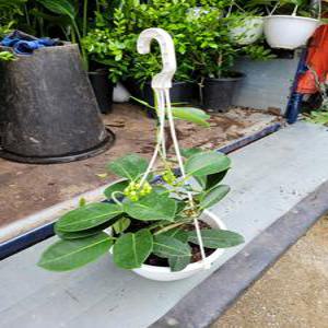 마다가스카르 자스민 행잉 중품 40~60cm 125