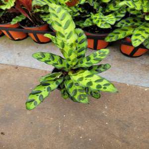 음지식물 칼라데아 인시그니스 소품 10~25cm 39