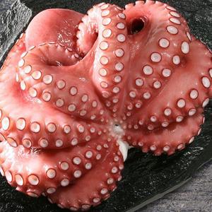 [비비수산]살짝 데친 국내산 문어 자연산 400-600g