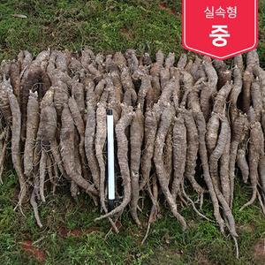 제주흙더덕 실속형 (중) 5kg