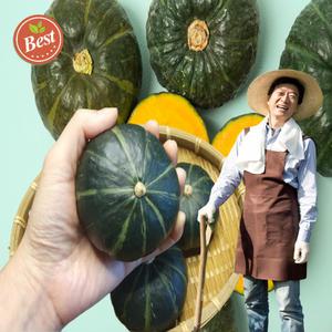 국산 국내산 무농약 미니 밤호박 단호박 보우짱 밤단호박 보짱